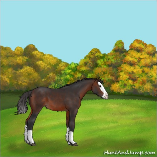 Horse Color:Brown Splash