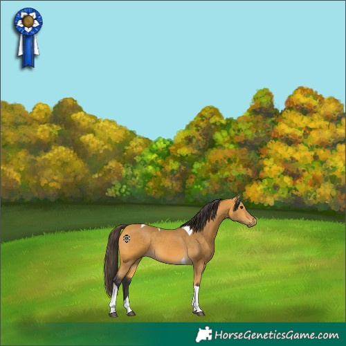 Horse Color:Buckskin Tobiano 