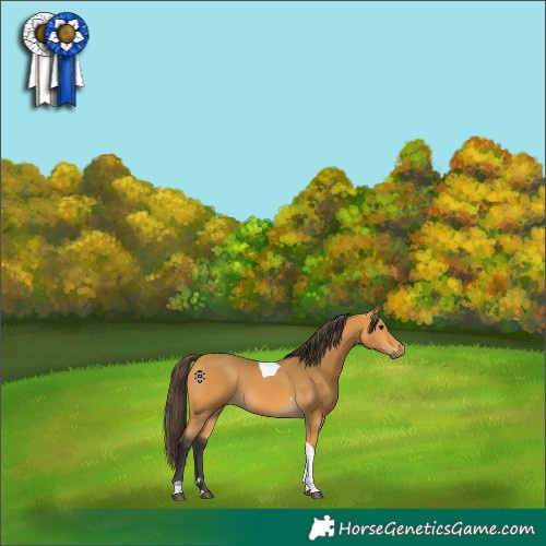Horse Color:Buckskin Tobiano 