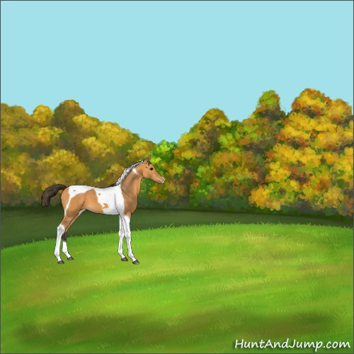Horse Color:Buckskin Tobiano 