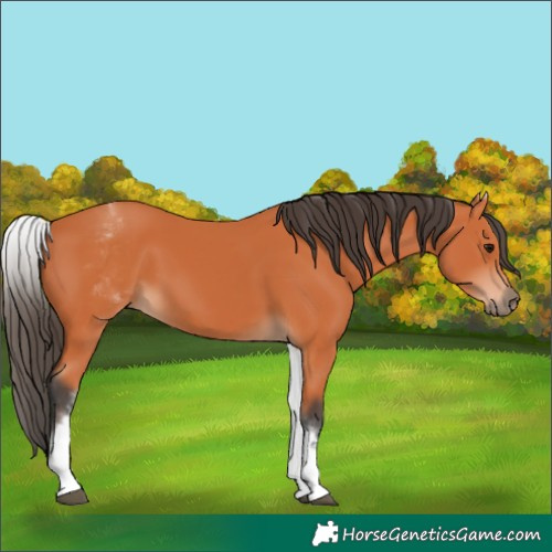 Horse Color:White Spotted Bay 