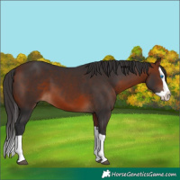 Horse Color:Bay Splash 
