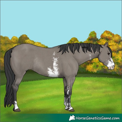 Horse Color:Grullo Sabino Rabicano