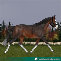 Horse Color:Bay Splash 