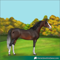 Horse Color:Brown Splash 