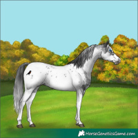 Horse Color:White Spotted Black Splash Tobiano Frame Near Leopard