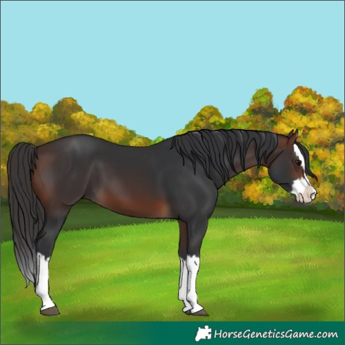 Horse Color:Brown Splash