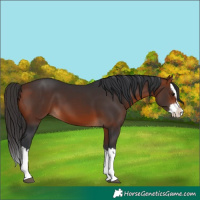 Horse Color:Brown Splash 
