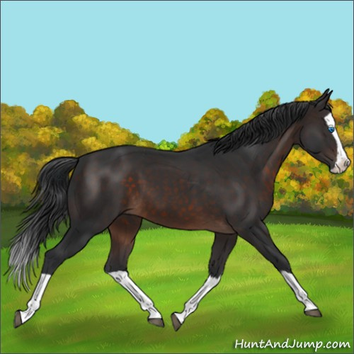 Horse Color:Brown Splash 