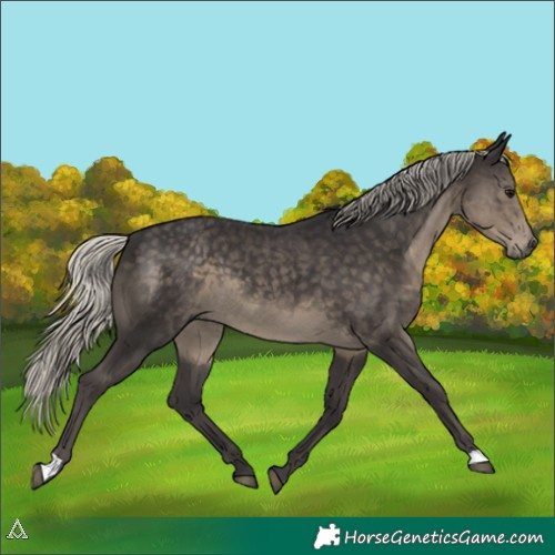 Horse Color:Silver Smoky Black 