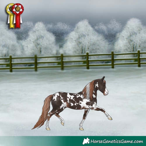 Horse Color:White Spotted Liver Chestnut 