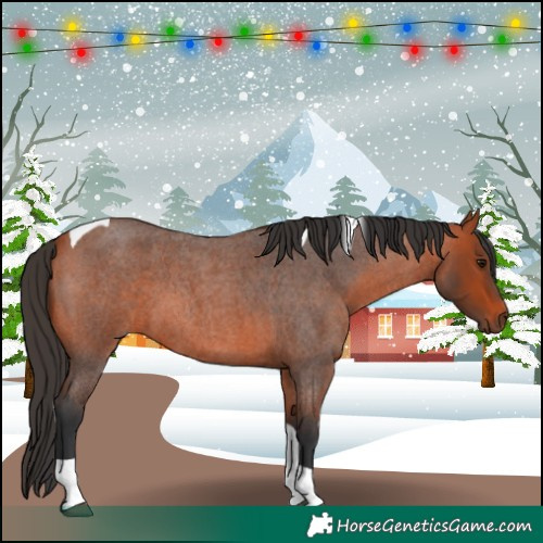 Horse Color:Bay Roan Tobiano