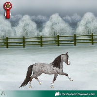 Horse Color:Liver Red Roan 