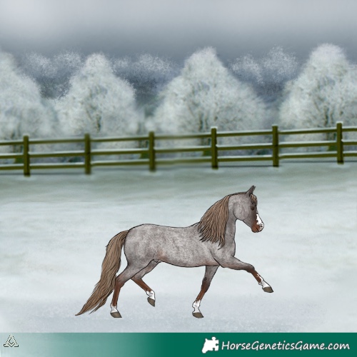 Horse Color:Liver Red Roan 