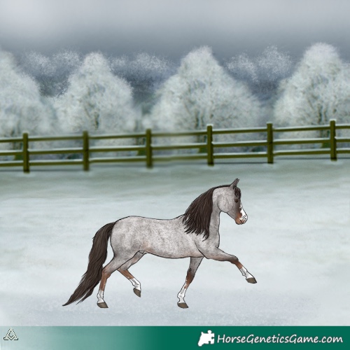 Horse Color:Liver Red Roan 