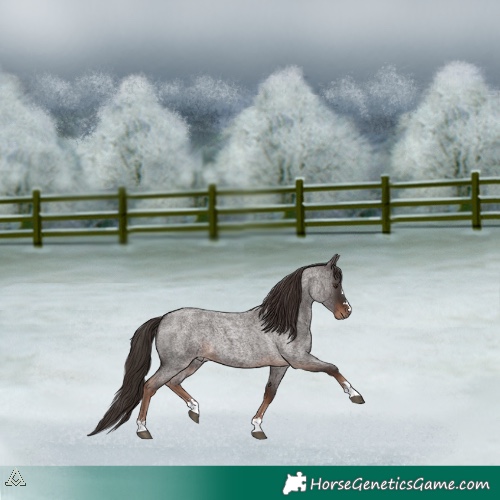 Horse Color:Liver Red Roan 