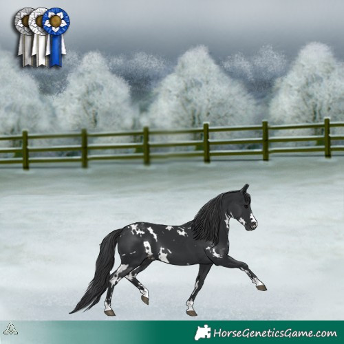 Horse Color:White Spotted Black Varnish 