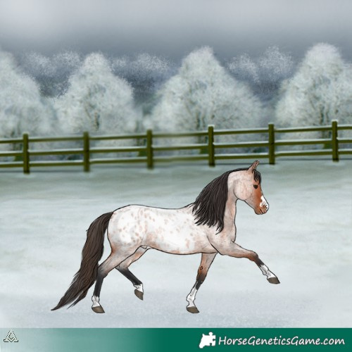 Horse Color:Bay Roan Appaloosa 