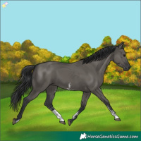 Horse Color:Grullo Sabino Rabicano 