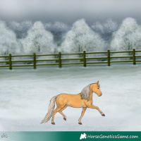 Horse Color:Palomino