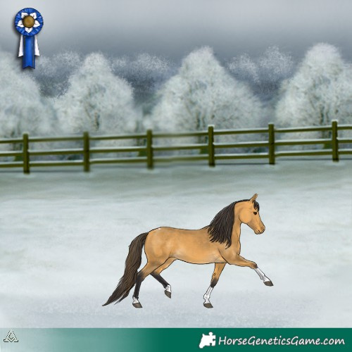 Horse Color:Buckskin Tobiano 