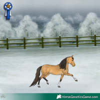 Horse Color:Buckskin Tobiano 