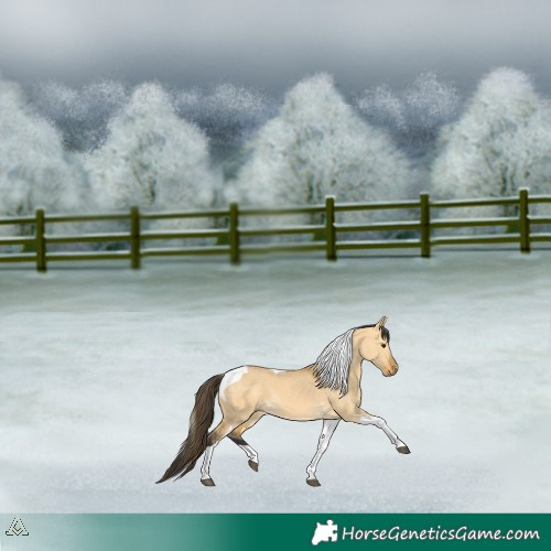 Horse Color:Buckskin Dun Tobiano 