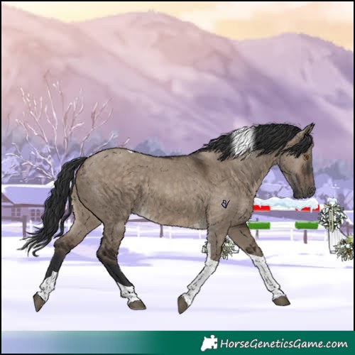 Horse Color:Brown Dun Tobiano