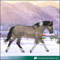 Horse Color:Brown Dun Tobiano 