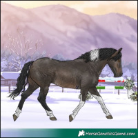 Horse Color:Brown Dun Tobiano 