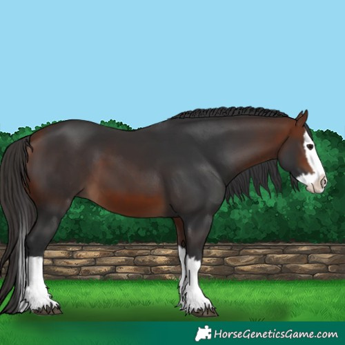 Horse Color:Bay Splash 