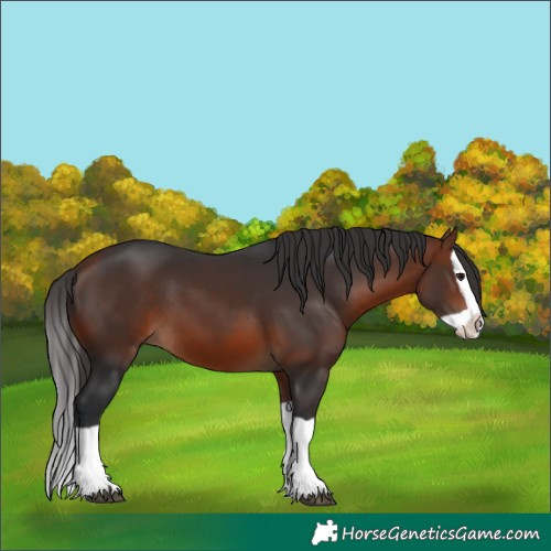 Horse Color:Bay Splash 