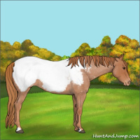 Horse Color:Red Roan Appaloosa 
