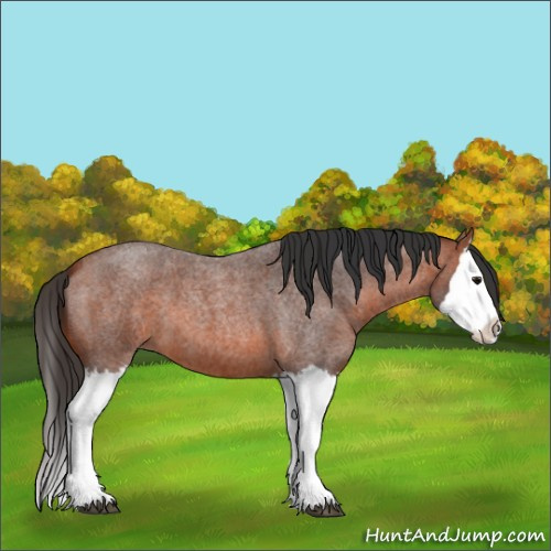 Horse Color:Bay Roan Splash 