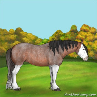 Horse Color:Bay Roan Splash 