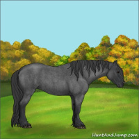 Horse Color:Blue Roan 