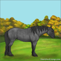 Horse Color:Blue Roan 