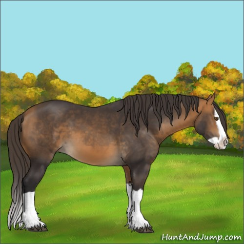 Horse Color:Buckskin Splash 