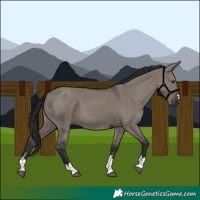Horse Color:Smoky Grullo