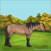 Horse Color:Unknown 