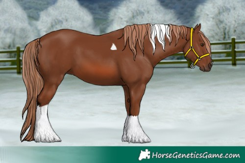 Horse Color:Chestnut Tobiano 
