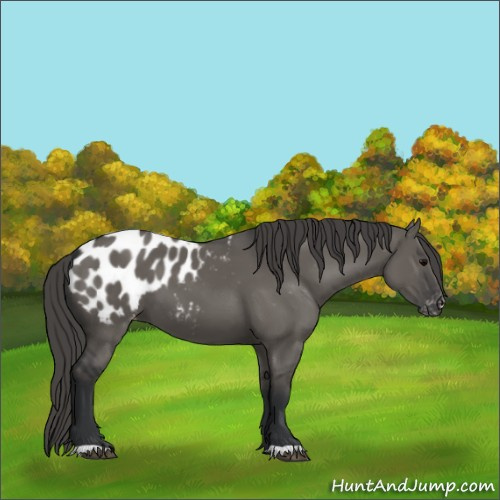 Horse Color:Grullo Blanket