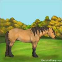 Horse Color:Buckskin 