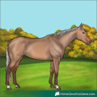 Horse Color:Silver Bay Dun 