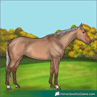 Horse Color:Silver Bay Dun 