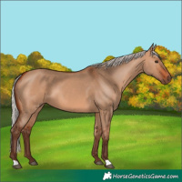 Horse Color:Silver Bay Dun