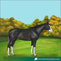 Horse Color:Brown Splash