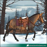 Horse Color:Buckskin 