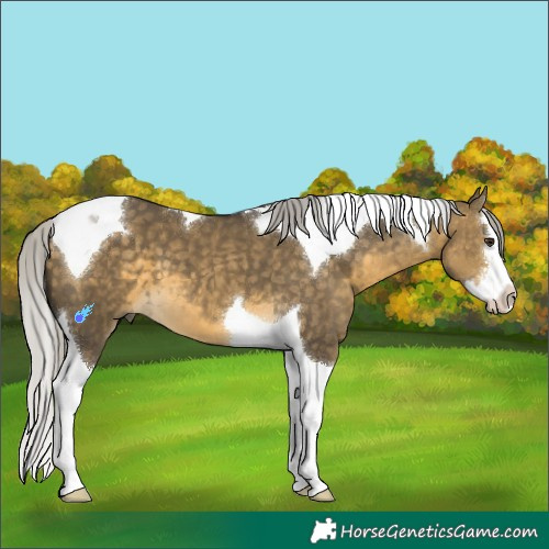 Horse Color:White Spotted Silver Buckskin Dun Splash Tobiano 