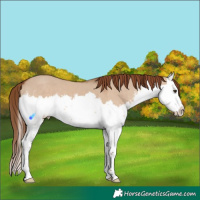 Horse Color:White Spotted Red Dun Splash 